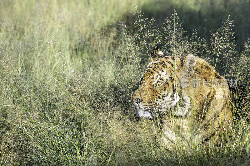 孟加拉虎透过草丛凝视(Panthera tigris tigris)
